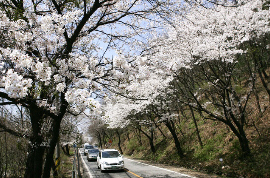 남한산성 벚꽃길