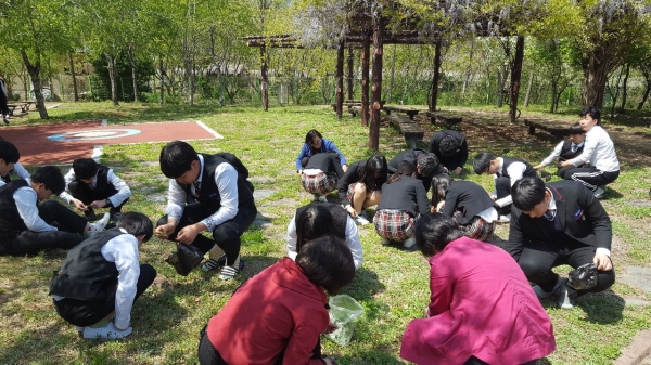 울산 삼남중학교 학생들의 쑥 캐는 모습