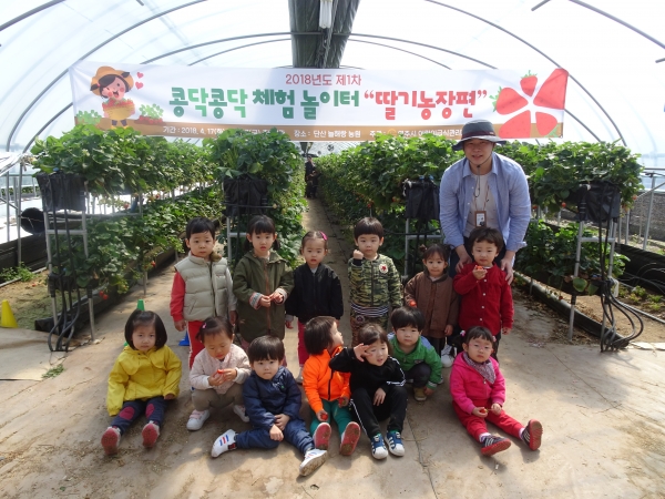 영주시 어린이급식관리지원센터의 딸기수확체험 모습