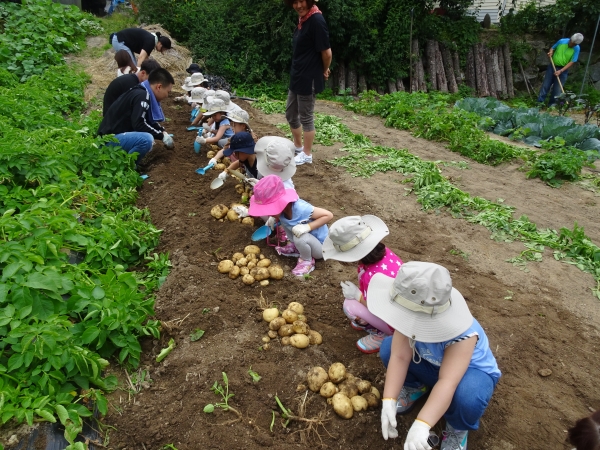 영주시센터의 감자밭 체험활동 모습