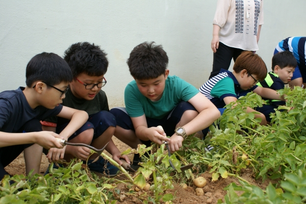 예산중앙초등학교의 텃밭정원 감자 캐기 체험활동