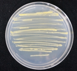 유기인계 살충제 분해균 스핑고비움 Cam5-1 균주