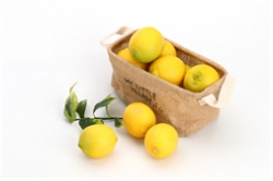 국산 레몬 품종 '제라몬'