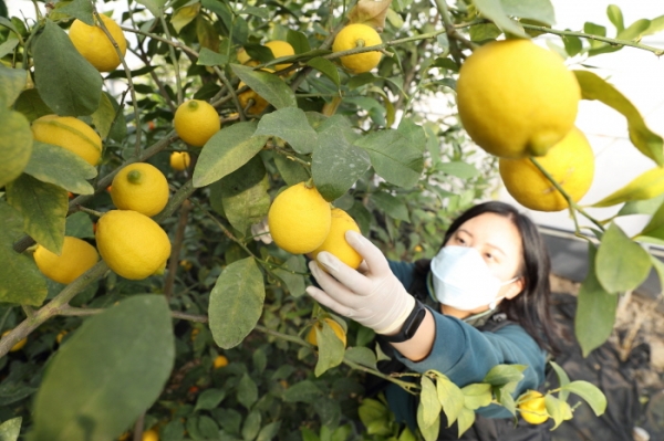 지난 21일 제주도 서귀포시 남원읍 농촌진흥청 국립원예특작과학원 감귤연구소 재배지에서 연구원이 우리나라 1호 레몬 품종인 '제라몬' 열매를 수확하고 있다. '제라몬'은 외국산 레몬을 대체하기 위해 2019년 개발한 품종으로 지난해부터 농가에 묘목을 보급 중이다.(사진=농촌진흥청)