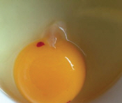 이물질로 곧잘 오인되는 달걀의 혈반 모습.