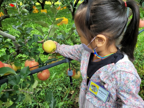 예산군센터 ‘예산 사과가 최고!’ 프로그램에 참가한 어린이가 사과 수확체험을 하고 있다.