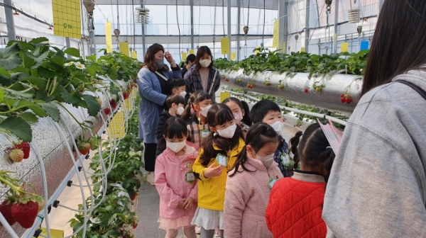 어린이 농부교실을 통해 딸기 스마트팜을 관람중인 어린이들.