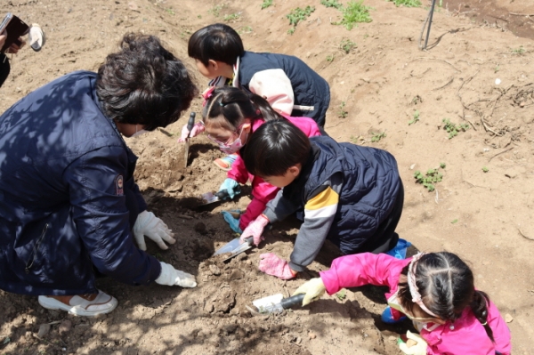 텃밭 프로그램 지도 전문가와 함께 직접 감자를 심고 있는 어린이들의 모습.