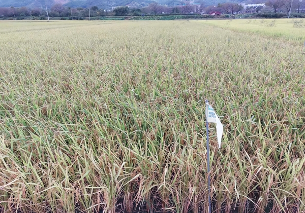 전라남도가 '가루쌀 전문 생산단지' 사업에 참여를 희망하는 생산자단체를 모집한다.