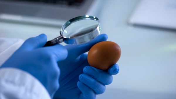 식약처가 식용 달걀에 대한 살모넬라균 검사종류를 늘리기로 했다.