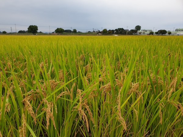 수확 철을 맞은 전북 친환경쌀 작황 모습.