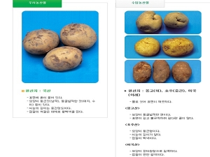 감자-국산 vs 수입 농산물 선별 방법
