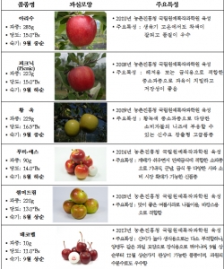 단체급식용 중간크기 ‘사과’ 껍질째 먹는 ‘배’ 출시
