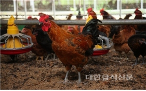 농진청 쫄깃하고 성장 빠른 우리맛닭 분양