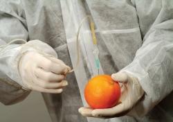 “GMO 적대감, 美 거대 종자회사 로비 탓”