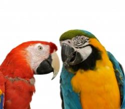 필리핀산 앵무새와 닭고기 ‘수입 금지’