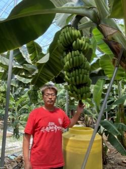 무농약 인증받은 국산 바나나, 학교급식서 ‘화제’