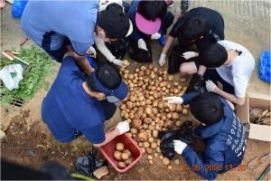 고창 공음중학교, 텃밭에서 감자 캐기 체험