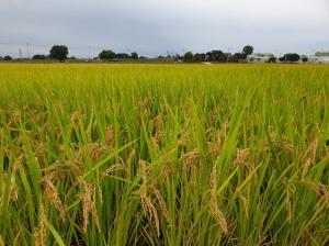 제주 학교급식서 '호평' 받은 전북 친환경 쌀