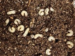 식용곤충에게 '특식'된 버섯 부산물
