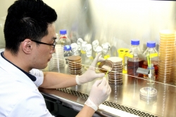 김치유래 유산균을 연구하는 연구원