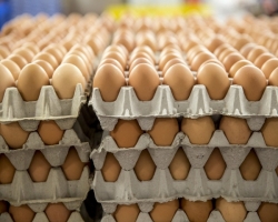 시중에 판매되는 판 계란의 모습.