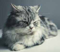 고양이 개체 식별이 가능한 유전자 마커가 개발됐다.