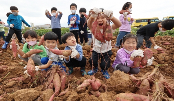 어린이들이 농진청이 운영하는 고구마 수확 체험행사에서 수확한 고구마를 보여주고 있다.