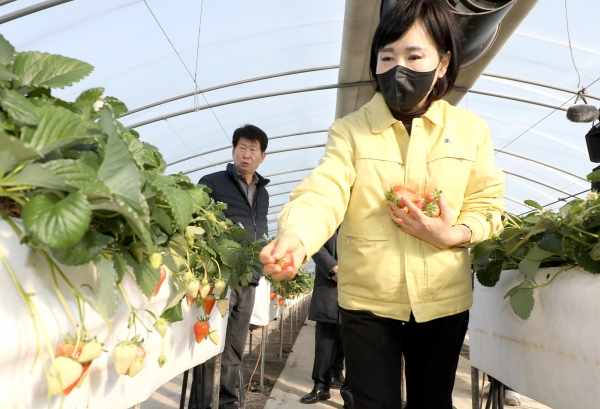 전현희 국민권익위원장이 17일 충남 논산시의 한 딸기 재배시설을 방문해 코로나19와 고물가로 어려움을 겪는 농가의 어려움을 청취한 뒤 딸기를 수확해보고 있다.