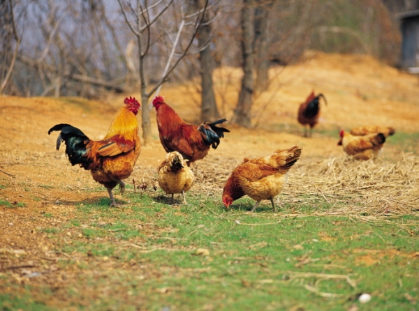 같은 닭 품종이라도 암탉이냐 수탉이냐에 따라 성장 정도가 차이가 난다는 연구결과가 나왔다.