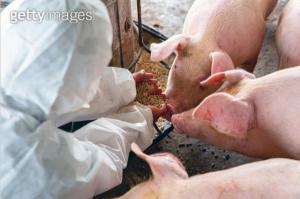 ‘치사율 100% 돼지열병’ 햄·육포로도 전염