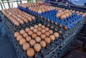 식약처, 달걀 취급업체 집중 위생점검 나선다